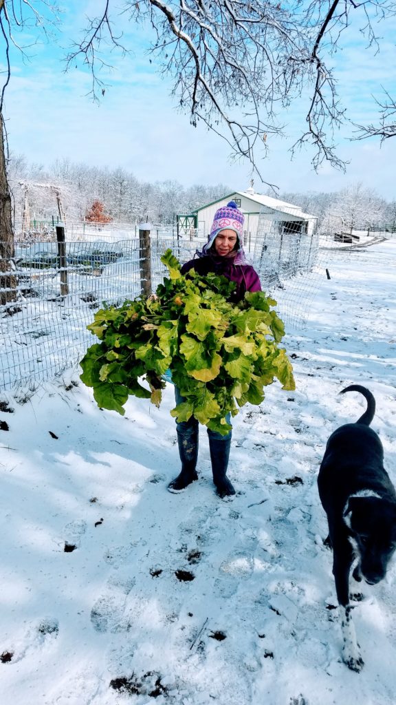 Winter Harvest - 'ems a lot a turnip greens!