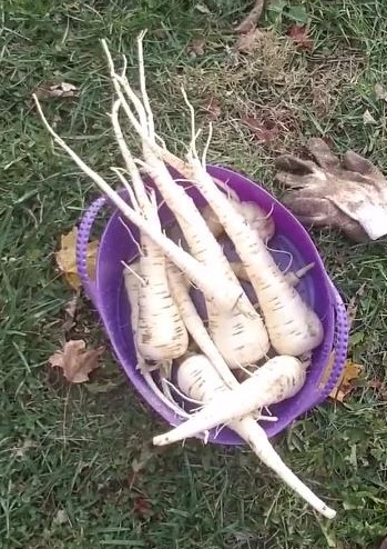 Parsnip Harvest