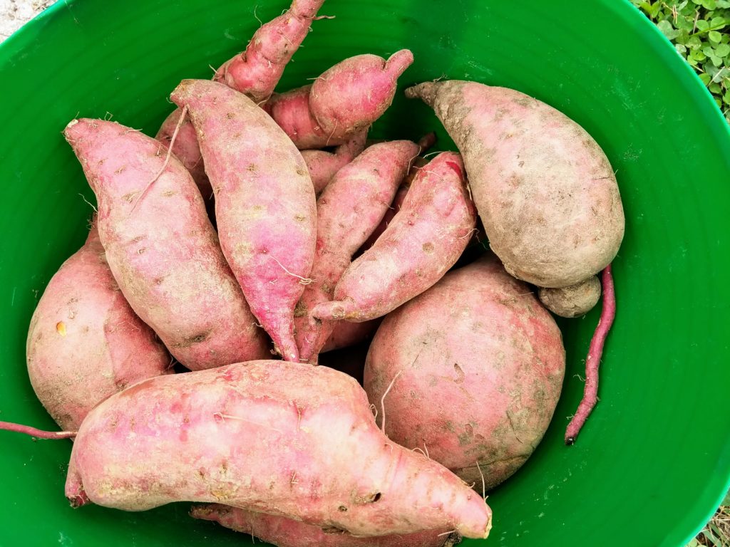 Sweet Potato Harvest