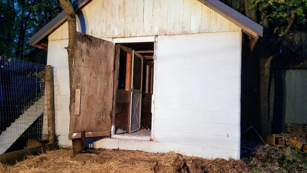 Chicken Coop Limewash