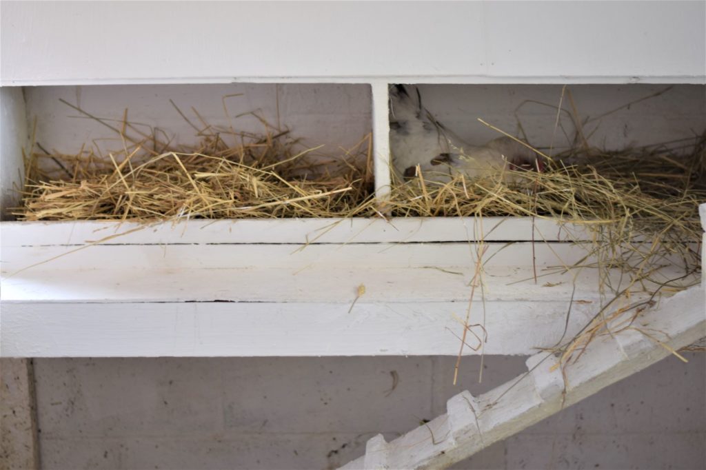 Chicken Coop Nesting Boxes