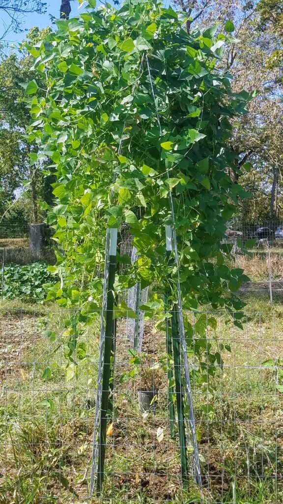 Pole Bean Trellis